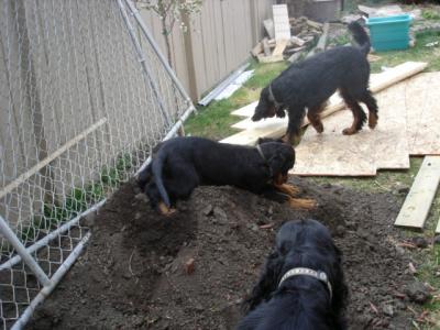 Playing in the dirt while yard under construction